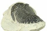 Bargain, Hollardops Trilobite Fossil - Ofaten, Morocco #287479-4